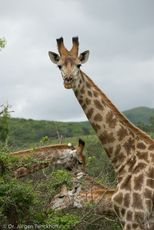 Giraffe (82 von 94).jpg